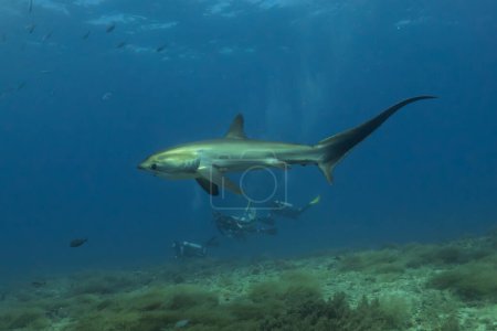 Thresher Shark nadando en el Mar de Filipinas