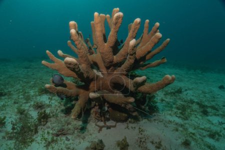 Récif corallien et plantes aquatiques à la mer des Philippines