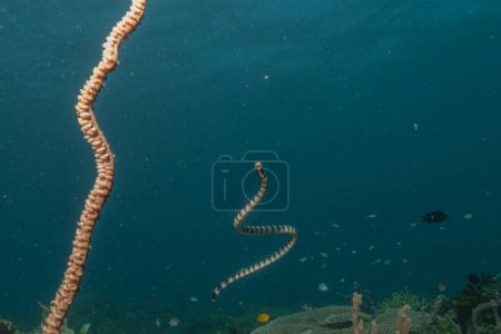 Banded Sea Krait Laticauda colubrina en el Mar de Filipinas