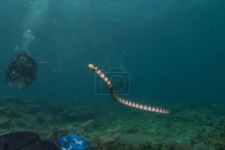 Photo for Banded Sea Krait Laticauda colubrina in the Sea of the Philippines - Royalty Free Image