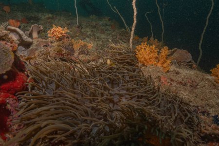 Arrecife de coral y plantas de agua en el Mar de Filipinas