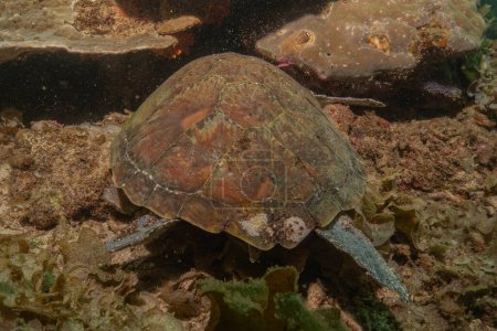 Habichtsschnabel-Meeresschildkröte im Meer der Philippinen