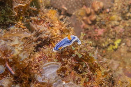 Sea slug at the Sea of the Philippines