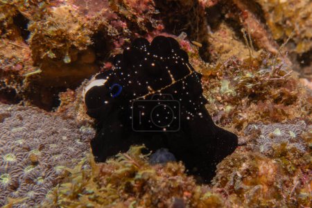 Sea slug at the Sea of the Philippines