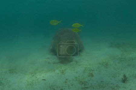 Photo for Manatee at the Sea of the Philippines - Royalty Free Image