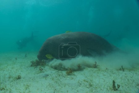 Photo for Manatee at the Sea of the Philippines - Royalty Free Image