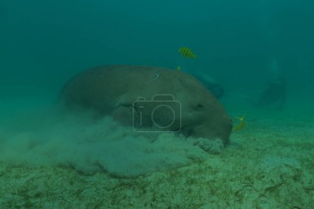 Manatee at the Sea of the Philippines