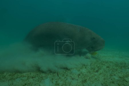 Manatee at the Sea of the Philippines