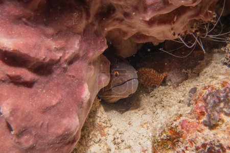 Moray eel Mooray lycodontis undulatus en el Mar de Filipinas
