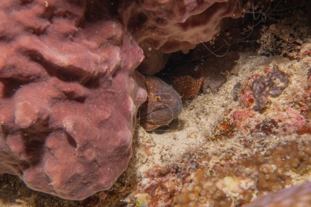 Muräne Mooray lycodontis undulatus im Meer der Philippinen