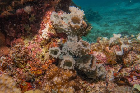 Récif corallien et plantes aquatiques à la mer des Philippines