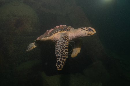 Tortuga carey en el Mar de Filipinas