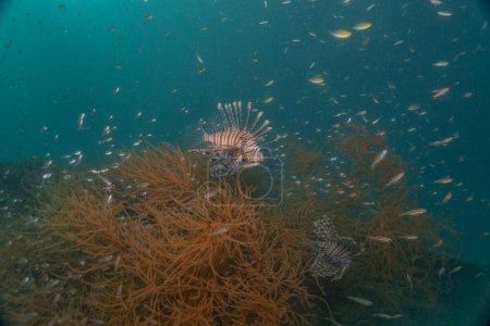 Lionfish dans la mer des Philippines