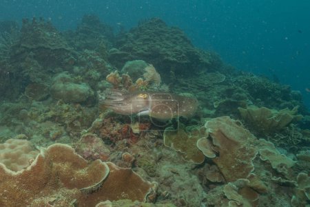 Breitband-Tintenfisch-Tintenfisch im Meer der Philippinen