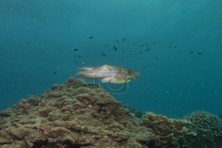 Photo for Broadclub cuttlefish Squid in the Sea of the Philippines - Royalty Free Image