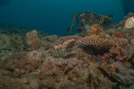Téléchargez les photos : Torpille sinuspersici Sur les fonds marins de la mer Rouge, Israël - en image libre de droit