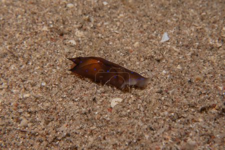 Sea Slug in the Red Sea Colorful and beautiful, Eilat Israel