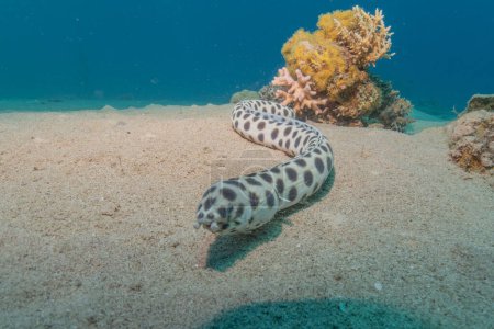 Tiger Snake Eel en el Mar Rojo Colorido y hermoso, Eilat Israel
