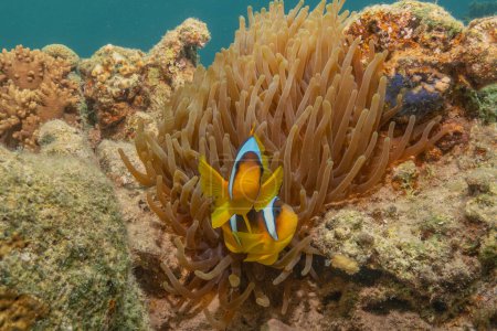 Clown-fish in the Red Sea Colorful and beautiful, Eilat Israel