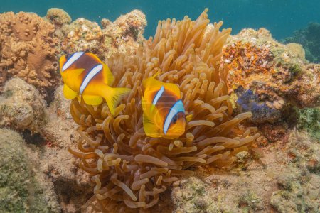 Photo for Clown-fish in the Red Sea Colorful and beautiful, Eilat Israel - Royalty Free Image