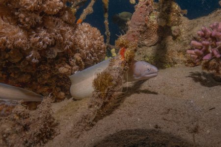 Moray eel Mooray lycodontis undulatus en el Mar Rojo, eilat israel
