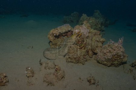 Muränen-Mooray lycodontis undulatus im Roten Meer, Eilat Israel