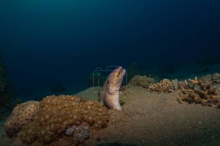 Moray eel Mooray lycodontis undulatus in the Red Sea, Eilat Israel