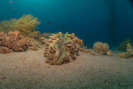 Riesenmuschel im Roten Meer Bunt und schön, Eilat Israel