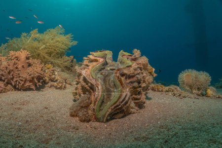 Riesenmuschel im Roten Meer Bunt und schön, Eilat Israel