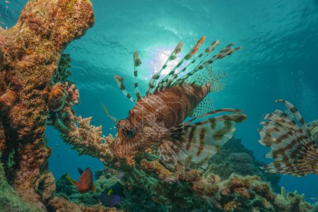 Photo for Lionfish in the Red Sea colorful fish, Eilat Israel - Royalty Free Image