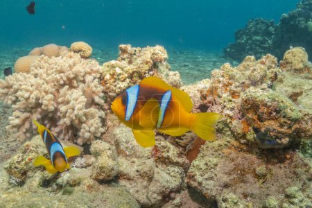 Clownfische im Roten Meer Bunt und schön, Eilat Israel