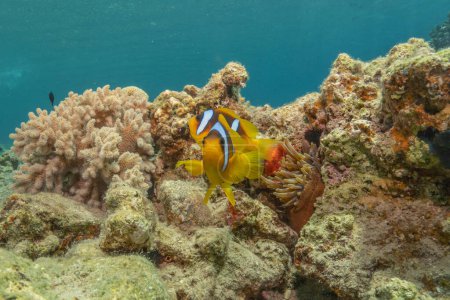 Photo for Clown-fish in the Red Sea Colorful and beautiful, Eilat Israel - Royalty Free Image