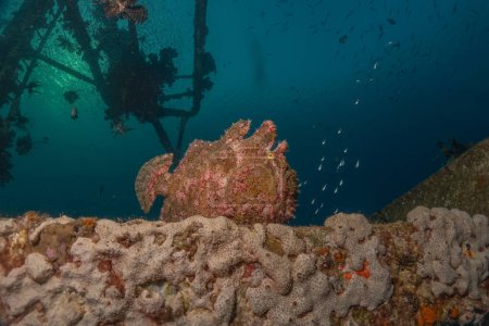 Frogfish swim in the Red Sea, colorful fish, Eilat Israel