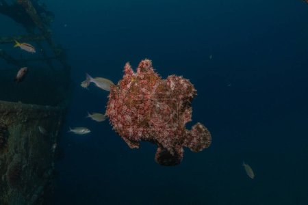 Photo for Frogfish swim in the Red Sea, colorful fish, Eilat Israel - Royalty Free Image