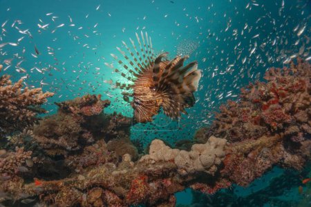 Photo for Lionfish in the Red Sea colorful fish, Eilat Israel - Royalty Free Image