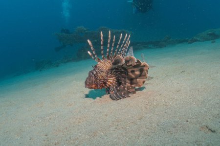 Lionfish in the Red Sea colorful fish, Eilat Israel