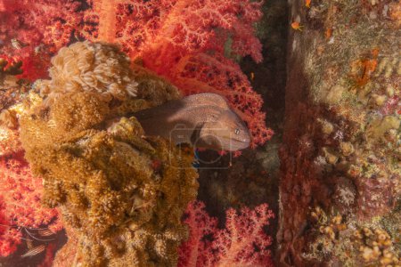Moray eel Mooray lycodontis undulatus in the Red Sea, Eilat Israël