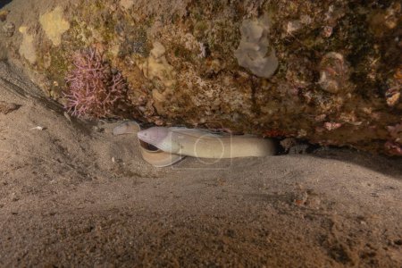 Photo for Moray eel Mooray lycodontis undulatus in the Red Sea, Eilat Israel - Royalty Free Image