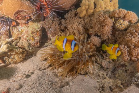Clownfisch-Anemonenfische im Roten Meer Bunt und schön, Eilat Israel