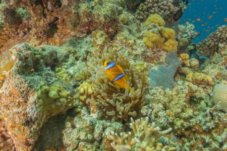 Photo for Clown-fish anemonefish in the Red Sea Colorful and beautiful, Eilat Israel - Royalty Free Image