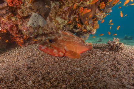 Photo for Fish swimming in the Red Sea, colorful fish, Eilat Israel - Royalty Free Image