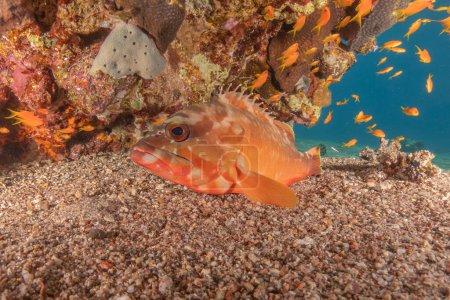 Photo for Fish swimming in the Red Sea, colorful fish, Eilat Israel - Royalty Free Image