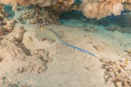 Photo for Blue-spotted stingray On the seabed in the Red Sea Eilat, Israel - Royalty Free Image