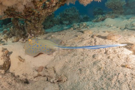Blaupunktrochen Auf dem Meeresboden im Roten Meer Eilat, Israel