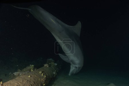 Photo for Dolphin swimming in the Red Sea, Eilat Israel - Royalty Free Image