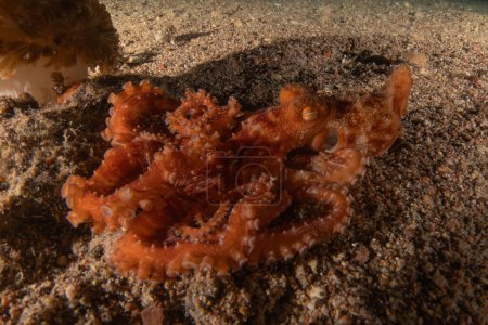 Photo for Octopus king of camouflage in the Red Sea, Eilat Israel - Royalty Free Image