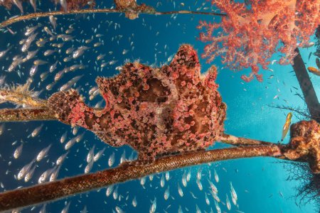 Frogfish swim in the Red Sea, colorful fish, Eilat Israel