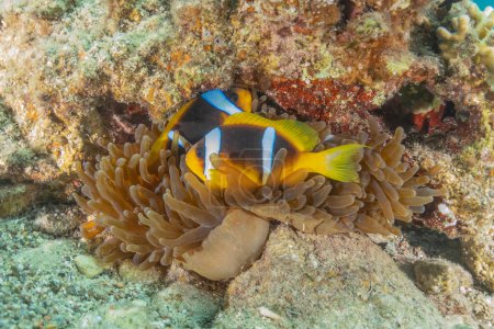 Photo for Clown anemonefish (Amphiprion bicolor) in the Red Sea, Eilat Israel - Royalty Free Image