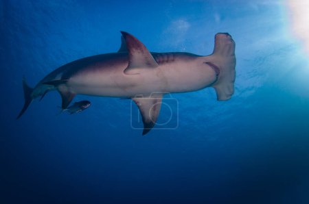 Photo for Great Hammer Head Shark - Royalty Free Image