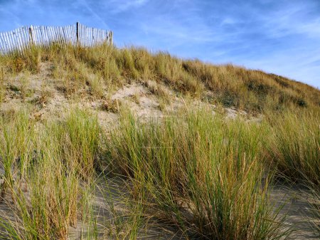 Photo for Dunes at Berck sur Mer, a commune in the northern French department of Pas-de-Calais.It lies within the Marquenterre regional park, an ornithological nature reserve - Royalty Free Image